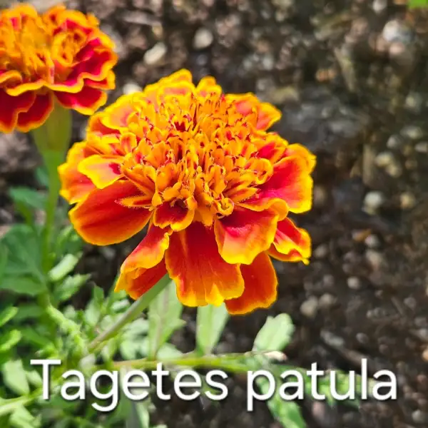 Blumen: Tagetes patula