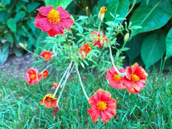 Blumen: Tagetes patula
