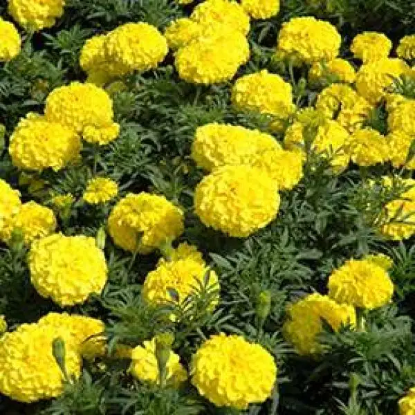 Blumen: Tagetes (Perfection Yellow)