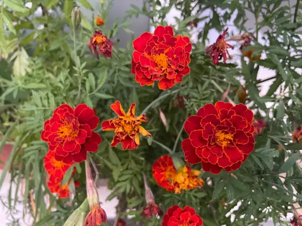 Blumen: Tagetes, rot - orange geflammt