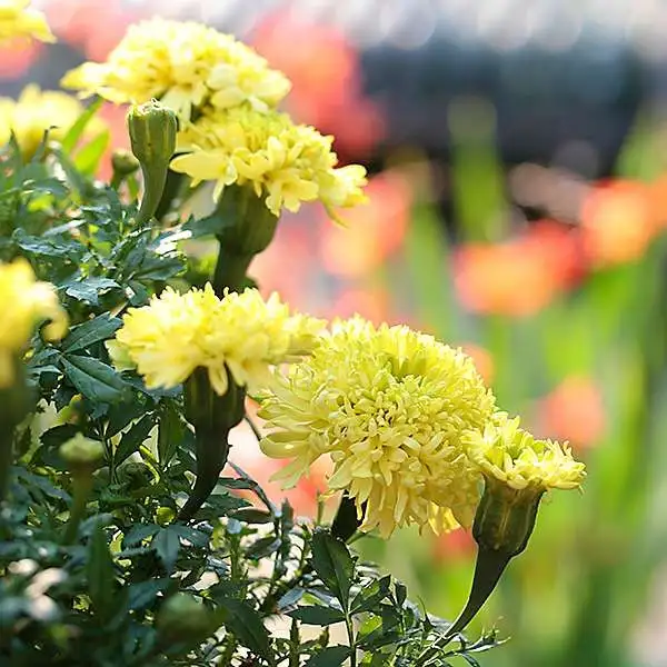 Blumen: Tagetes Spinning Lemon