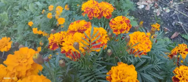 Blumen: Tagetes, Studentenblume