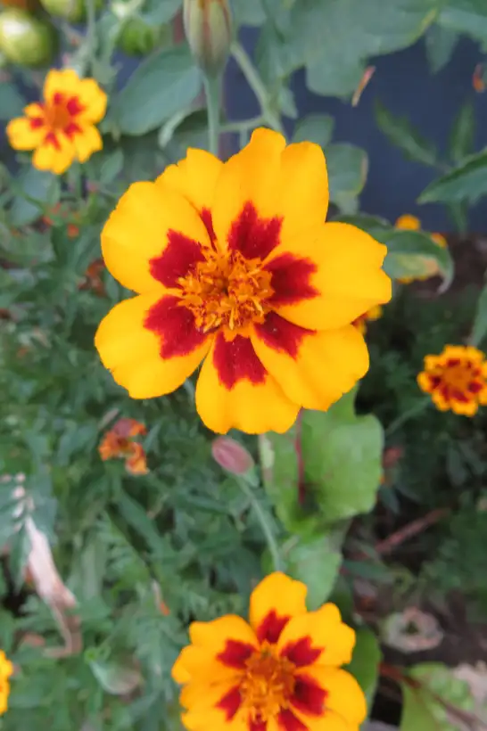 Blumen: Tagetes, Studentenblume (mindestens 50 Stück)