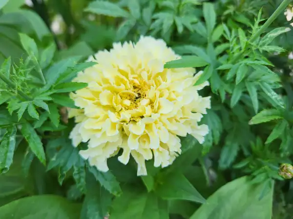 Blumen: Tagetes, tagetes erecta "Ivory"