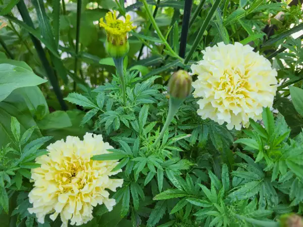 Blumen: Tagetes, tagetes erecta "Ivory"