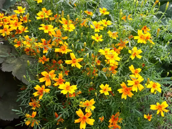 Blumen: Tagetes tenuifolia ‣ Gewürztagetes ‣ Lemon Marigold