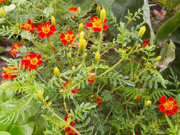 Blumen: Tagetes tenuifolia ‣ Gewürztagetes ‣ Red signet marigold