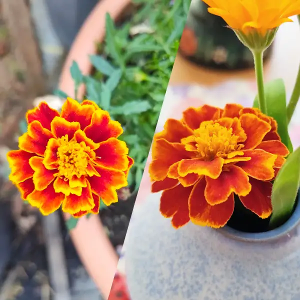 Blumen: Tagetes USA