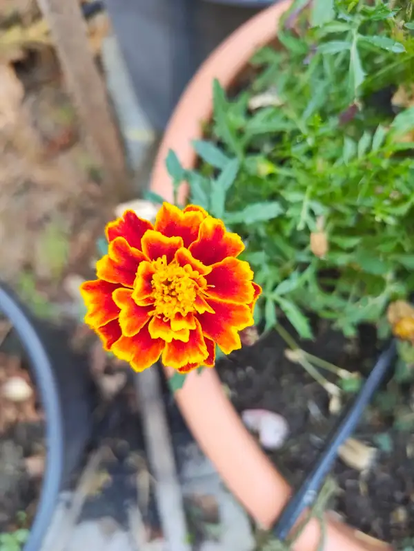 Blumen: Tagetes USA