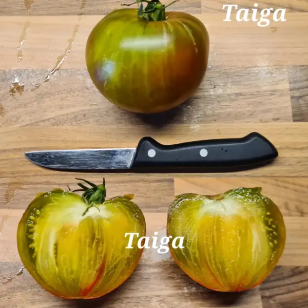 Tomaten: Taiga