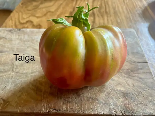 Tomaten: Taiga