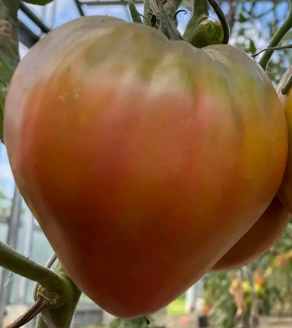 Tomaten: Taiga