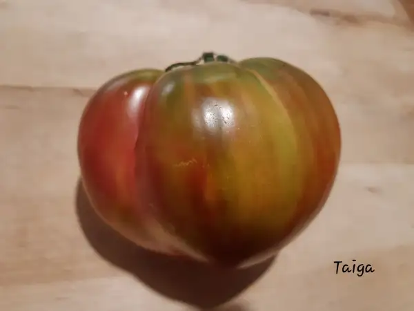 Tomaten: Taiga