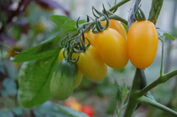 Tomaten: Taiko