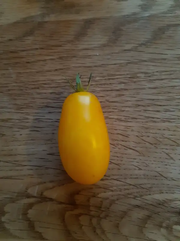 Tomaten: Taiko