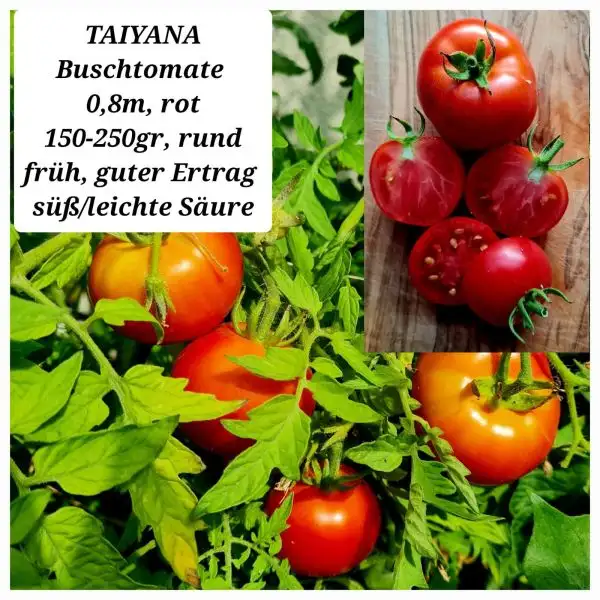 Tomaten: TAIYANA