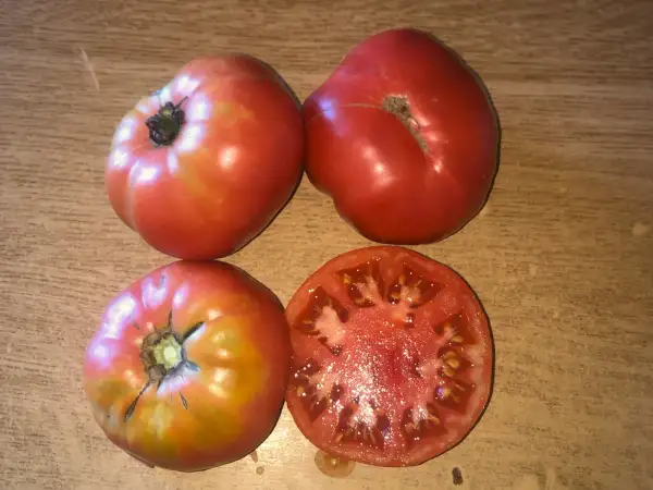 Tomaten: Talbot Russian