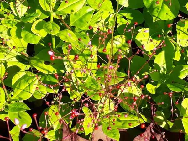 Blumen: Talinum paniculatum 