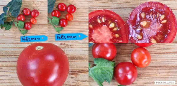 Tomaten: Talisman - Zwergtomate