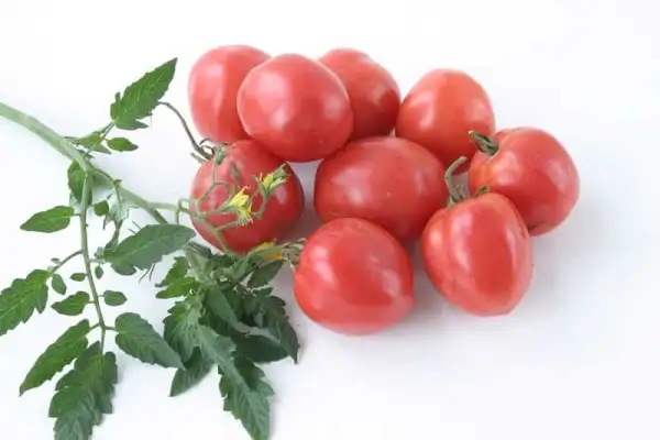 Tomaten: Talisman