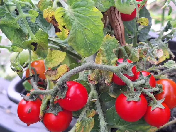 Tomaten: Talita - Zwergtomate