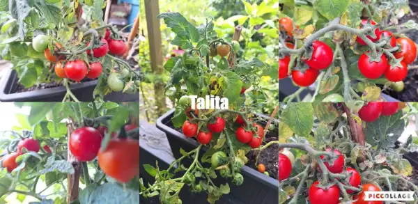 Tomaten: Talita - Zwergtomate
