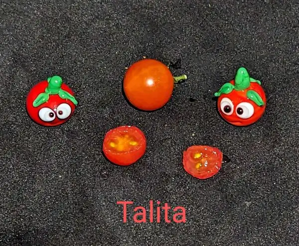 Tomaten: Talita