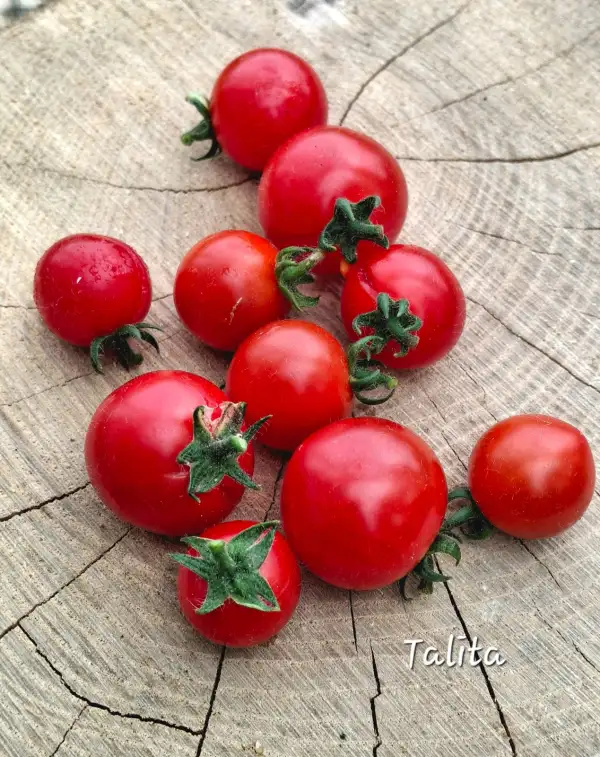 Tomaten: Talita (micro)