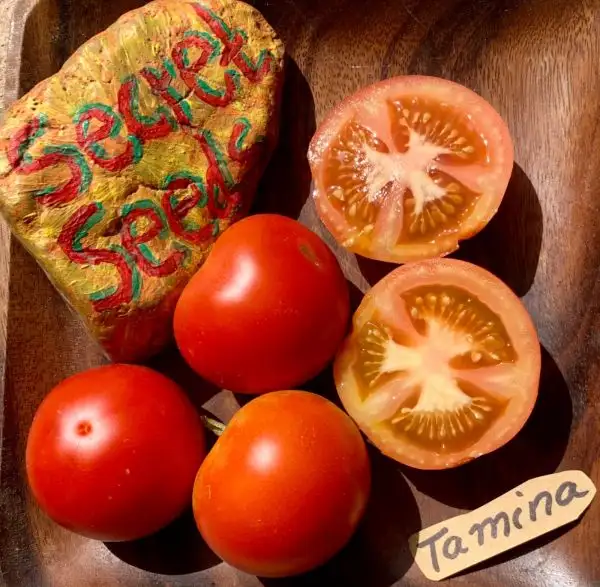 Tomaten: Tamina