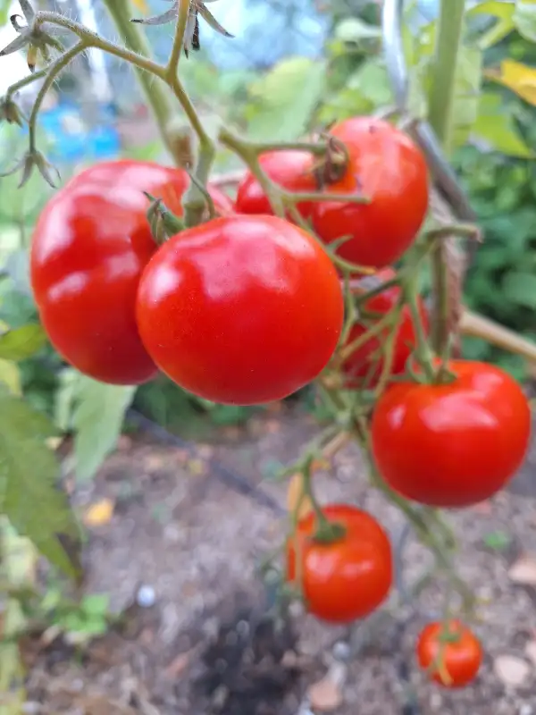 Tomaten: Tamina