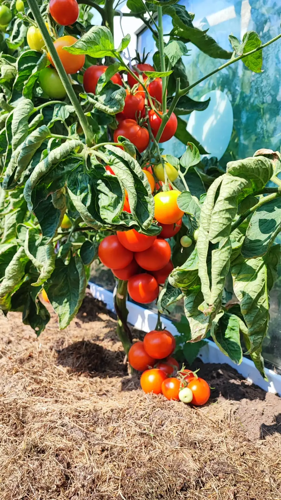 Tomaten: Tamina