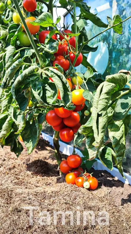 Tomaten: Tamina