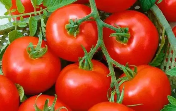 Tomaten: Tamina