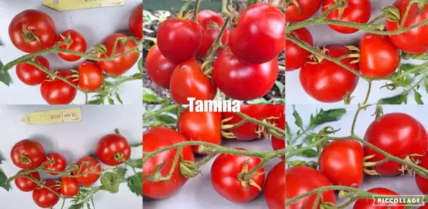 Tomaten: Tamina