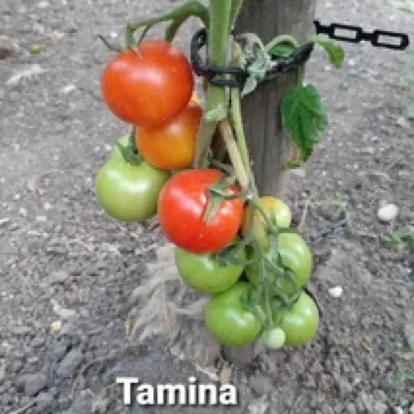 Tomaten: Tamina