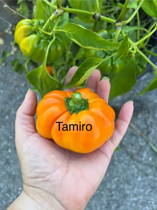 Chili / Paprika: Tamiro