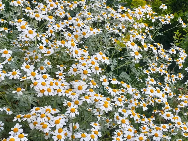 Stauden / Gehölz: Tanacetum niveum 