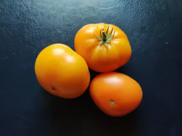 Tomaten: Tanager