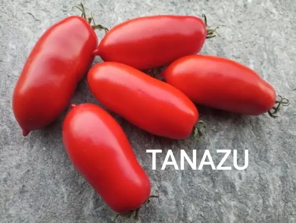Tomaten: Tanazu