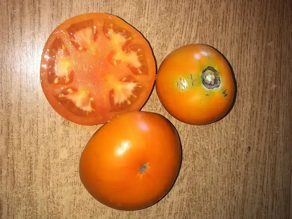 Tomaten: Tang
