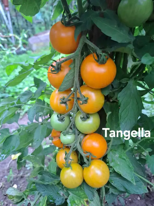 Tomaten: Tangella