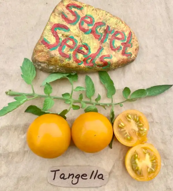 Tomaten: Tangella