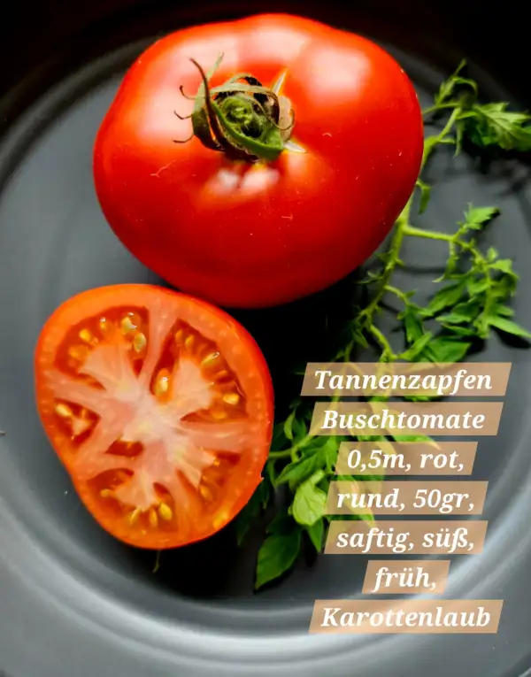 Tomaten: Tannenzapfen