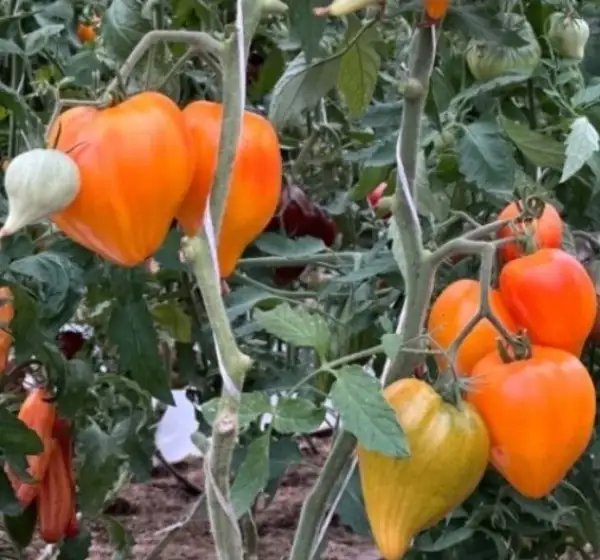Tomaten: Tante Gretels magische Hüte