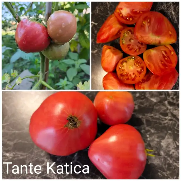 Tomaten: Tante Katica