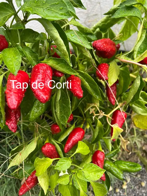 Chili / Paprika: Tap de Corti