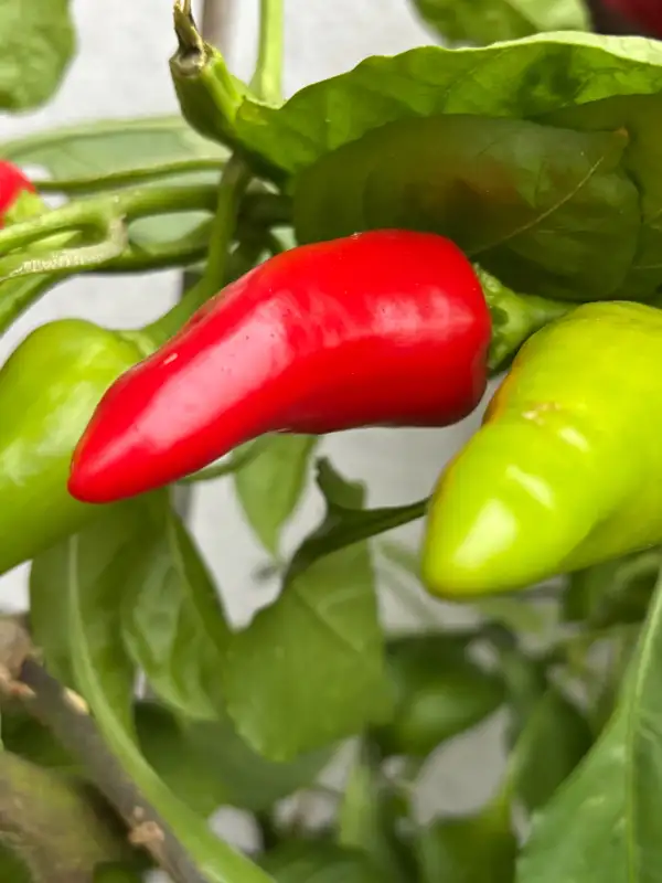 Chili / Paprika: Tap de Corti