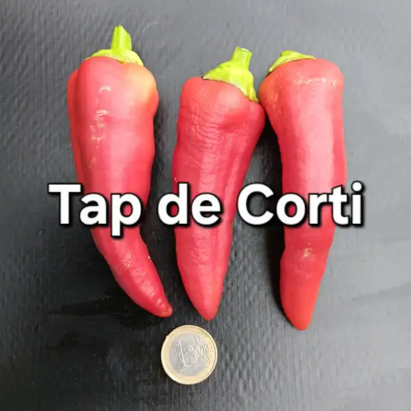 Chili / Paprika: Tap de Corti