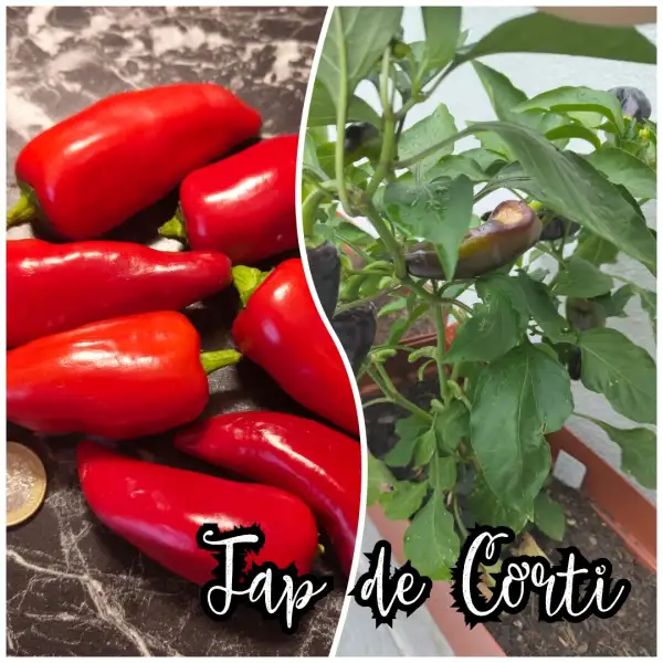 Chili / Paprika: Tap de Corti Paprika