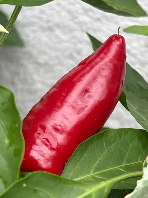 Chili / Paprika: Tap de Corti / Snackpaprika süß
